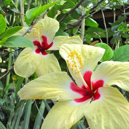 Physis Caribbean Bed & Breakfast Puerto Viejo de Talamanca Bagian luar foto
