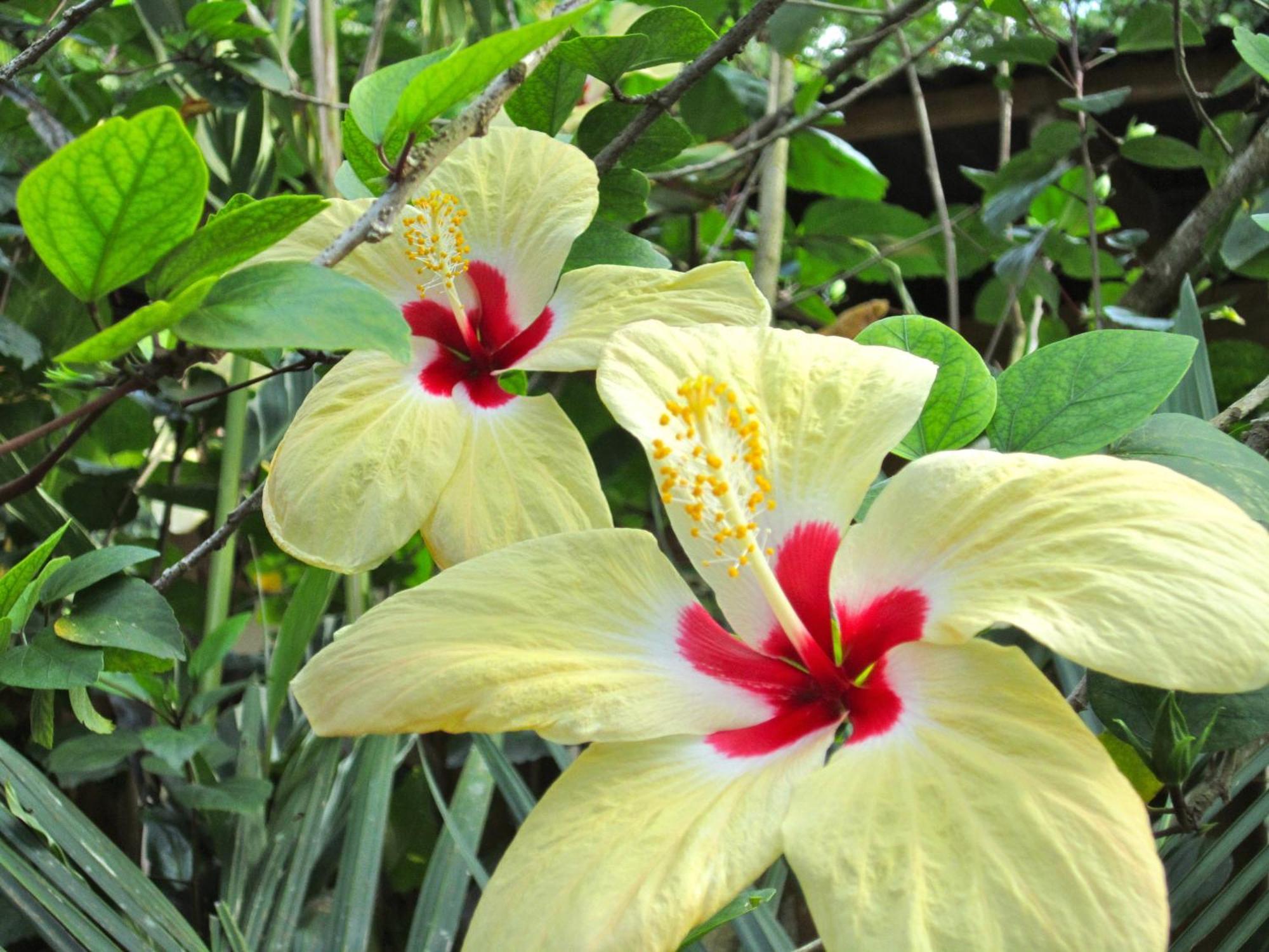 Physis Caribbean Bed & Breakfast Puerto Viejo de Talamanca Bagian luar foto